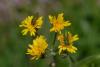 44135 – Photo : Anax – France (26)