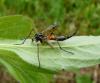 44461 – Photo : Patrick Straub – France (25)