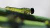 44038 – Photo : microbe – France (62)