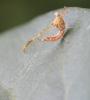 44415 – Photo : Arthropa - Benoit Martha – France (37)