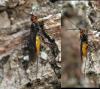 44451 – Photo : Arthropa - Benoit Martha – France (21)