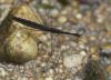 44416 – Photo : Arthropa - Benoit Martha – France (21)