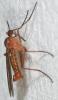 44627 – Photo : Arthropa - Benoit Martha – France (71)