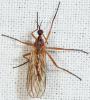44626 – Photo : Arthropa - Benoit Martha – France (71)