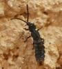 44722 – Photo : Arthropa - Benoit Martha – France (71)