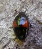 44205 – Photo : H. Dumas – France (13)