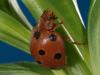 44829 – Photo : Bernard BOHER – France (09)