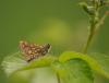 44655 – Photo : Michel Ehrhardt – France (68)
