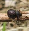 44743 – Photo : clovis – France (62)