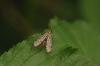 44422 – Photo : Michel Ehrhardt – France (68)