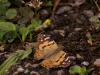 44616 – Photo : Michel Ehrhardt – France (68)