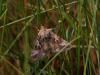 44661 – Photo : Michel Ehrhardt – France (68)