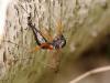 44764 – Photo : Michel Ehrhardt – France (68)