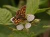 44660 – Photo : Michel Ehrhardt – France (68)
