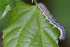 44370 – Photo : Liboupat – France (60)