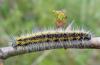 44559 – Photo : Arnaud Jean-Pierre – France (11)
