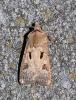 44779 – Photo : Rebeyrol Christian – France (79)