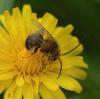 44172 – Photo : Dominique Bataille – France (34)