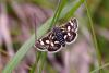 44194 – Photo : Thierry Darmuzey – France (71)
