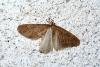 44564 – Photo : Emmanuel Freri – France (37)