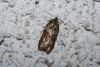 44762 – Photo : Emmanuel Freri – France (37)