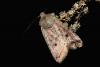 44318 – Photo : Emmanuel Freri – France (37)