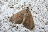 44700 – Photo : Emmanuel Freri – France (37)