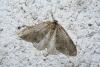 44460 – Photo : Emmanuel Freri – France (37)