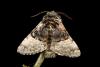 44807 – Photo : Emmanuel Freri – France (37)