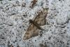 44524 – Photo : Emmanuel Freri – France (37)