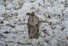 44527 – Photo : Emmanuel Freri – France (37)