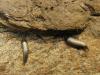 Lepisma saccharina