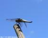 Libellula depressa