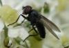 44903 – Photo : Jean Luc Kerveadou – France (29)