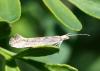Plutella xylostella