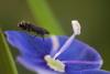 44309 – Photo : microbe – France (62)
