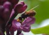 44261 – Photo : Gilles JACQUEMIN – France (88)