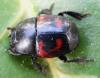 Hister quadrimaculatus