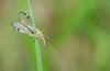 44255 – Photo : Pierre Tillier – France (95)