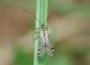 44258 – Photo : Pierre Tillier – France (95)