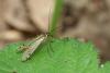 44260 – Photo : Pierre Tillier – France (95)