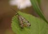 44423 – Photo : Michel Ehrhardt – France (68)