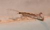 Plutella xylostella