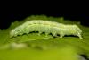44411 – Photo : Vincent Derreumaux – France (84)