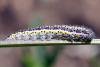 44560 – Photo : Vincent Derreumaux – France (84)