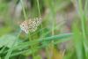 44690 – Photo : Francois Griffault – France (59)