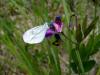 44771 – Photo : Francis – France (49)