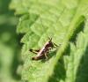 44142 – Photo : David Guedon – France (76)