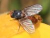 44136 – Photo : David Guedon – France (76)