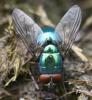 44601 – Photo : David Guedon – France (76)